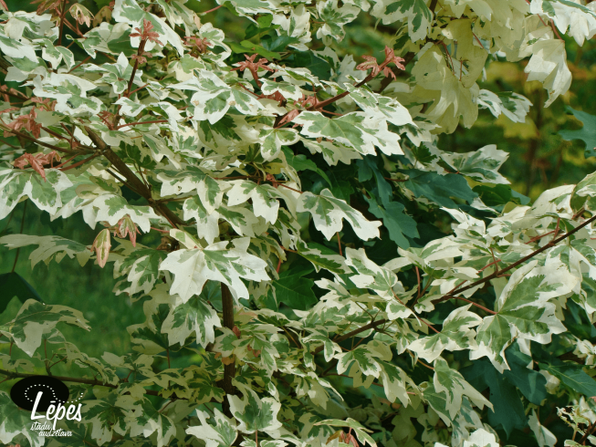 Acer campestre   'Carnival'